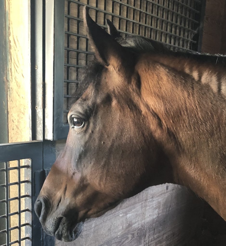 A headshot of a bay horse looking out the stall window.