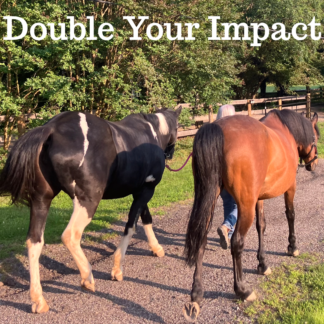 Stella and Posie are led out to their field for the night. A text overlay says "Double Your Impact."