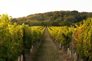 A photo down the center of 2 rows of vineyard grapevines with trees covering a hill in the distance.